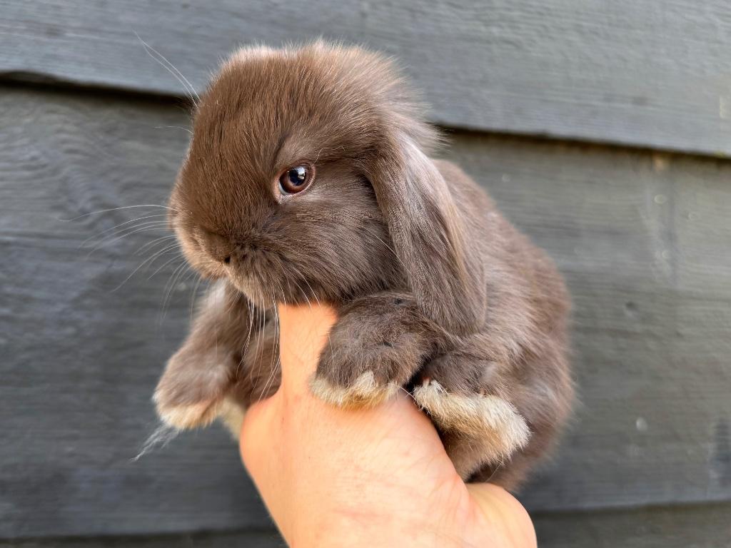 Lieve raszuivere Hangoordwergen/Minilops van zorgboerderij, Dieren en Toebehoren, Konijnen, Meerdere dieren, Dwerg
