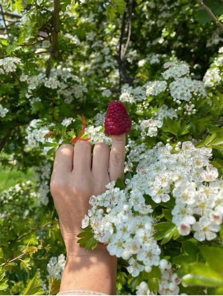 Biologische Frambozenplanten Lentse Grond Eigen Oogst, Tuin en Terras, Planten | Fruitbomen, Minder dan 100 cm, Lente, Overige soorten