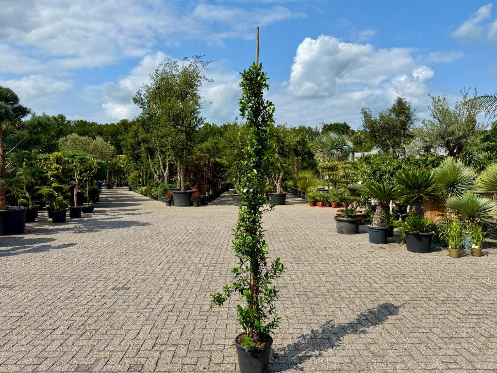 Toscaanse jasmijn - Trachelospermum jasminoides te koop!!, Vaste plant, Ophalen of Verzenden, Halfschaduw, Klimplanten