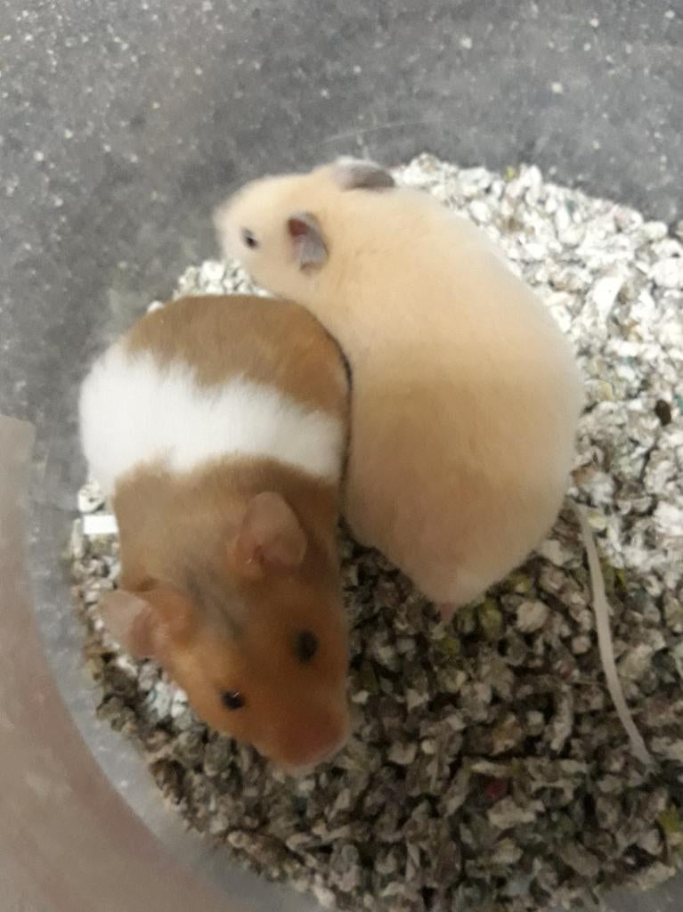 Goudhamsters en dwerghamsters, Dieren en Toebehoren, Hamster, Vrouwelijk, Januari, Tam