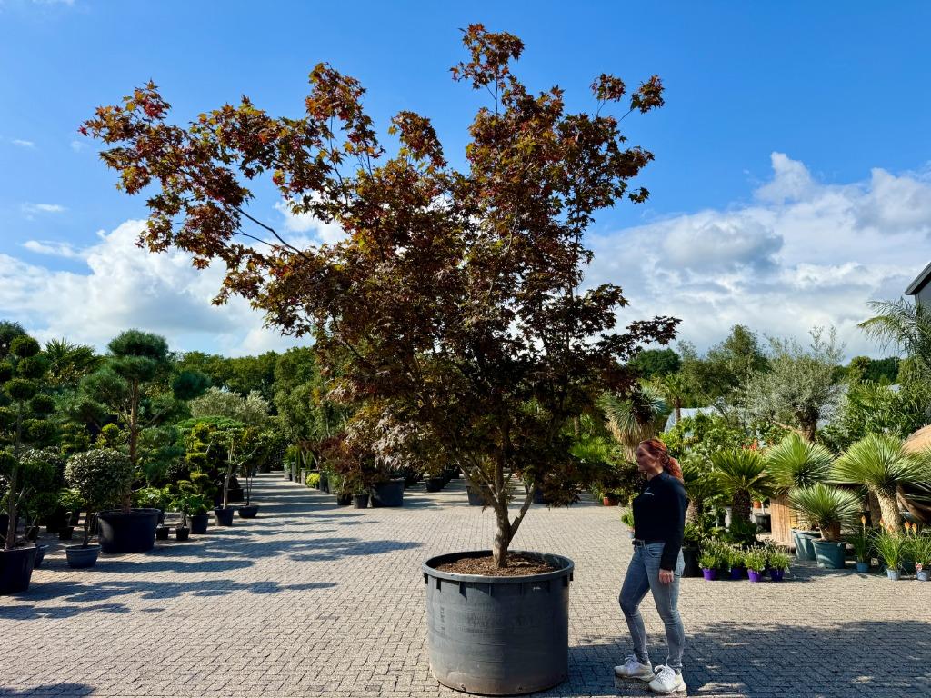 Exclusieve solitaire Acer palmatum Bloodgood 380/400 cm, Bloeit niet, Halfschaduw, Overige soorten, 250 tot 400 cm