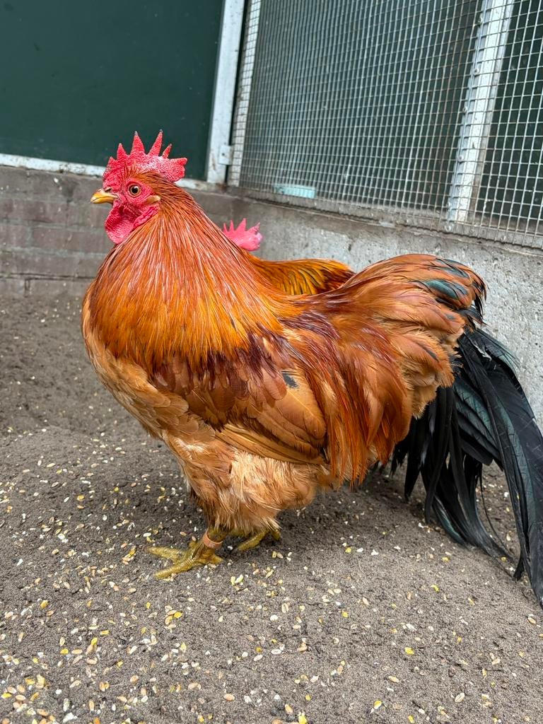 Zyno, mooie haan, Dieren en Toebehoren, Pluimvee, Kip, Mannelijk