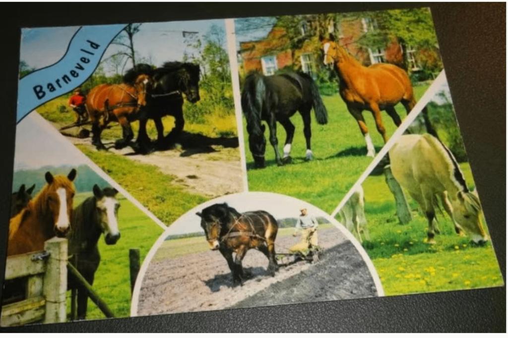 Paard - Vijfluik - Barneveld, Verzamelen, Verzenden, 1980 tot heden, Gelopen, Paard