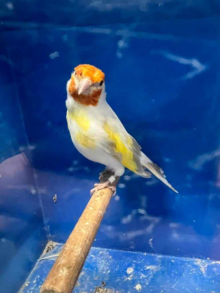 Majoor Putter Satinet Witkop Man, Dieren en Toebehoren, Mannelijk, Wildzangvogel, Geringd