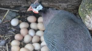 Gezocht eieren parelhoenders, Dieren en Toebehoren, Pluimvee, Overige soorten