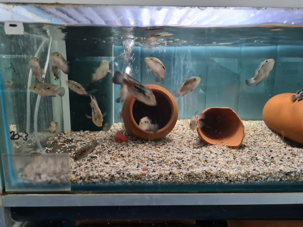 Jack Dempsey Cichliden, Rocio Octofasciata, Vis, Zoetwatervis