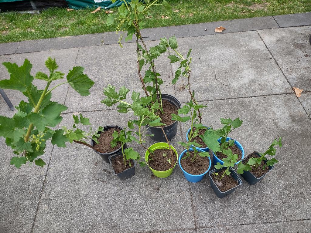 Fruitstruiken en planten, Tuin en Terras, Ophalen, Vaste plant, Halfschaduw, Zomer