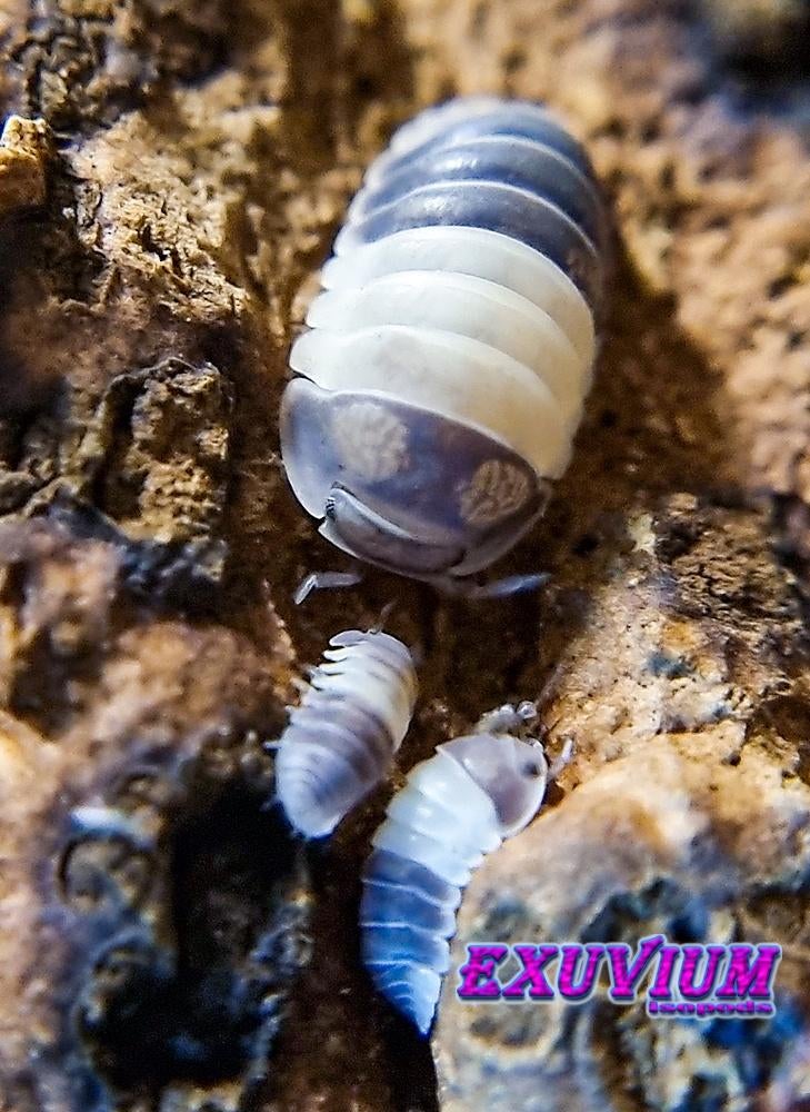 Cubaris sp. Panda King isopods / pissebedden, Dieren en Toebehoren, Overige soorten