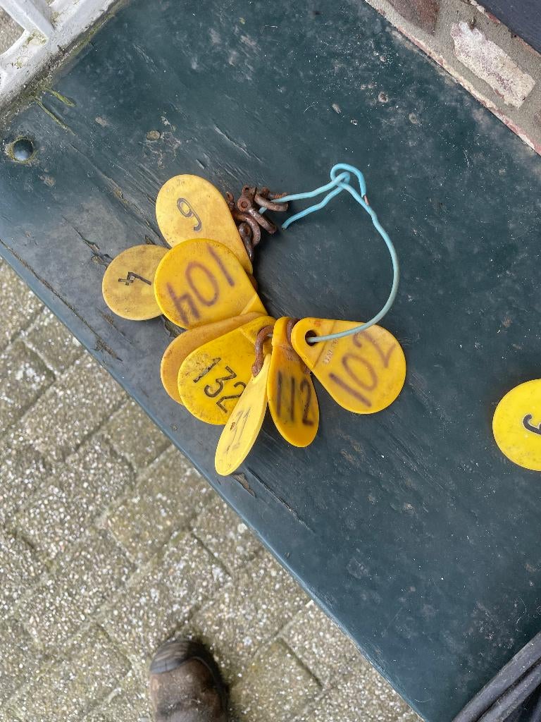 nummers schapen, Dieren en Toebehoren, Vrouwelijk, Schaap