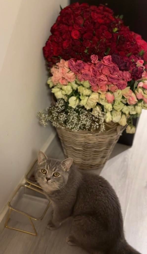 Dekkater brits korthaar (niet te koop), Dieren en Toebehoren, Katten en Kittens | Dekkaters, 0 tot 2 jaar