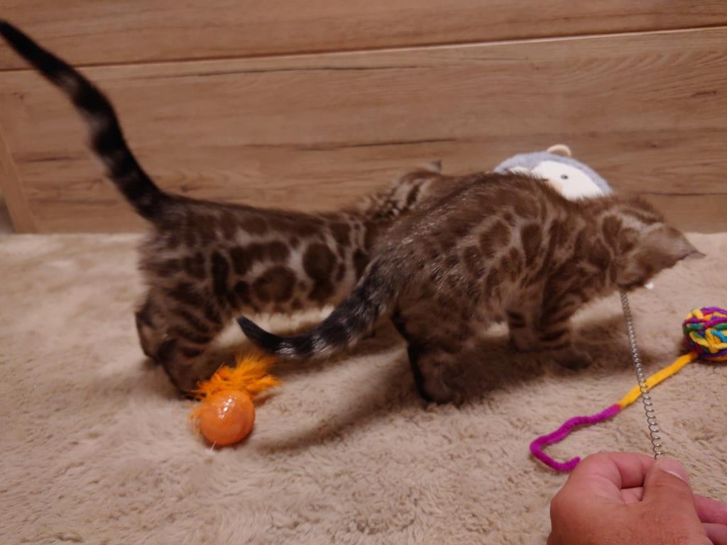 Bengaal Kitten , Stamboom, Luxury color, Poes, Met stamboom, 0 tot 2 jaar