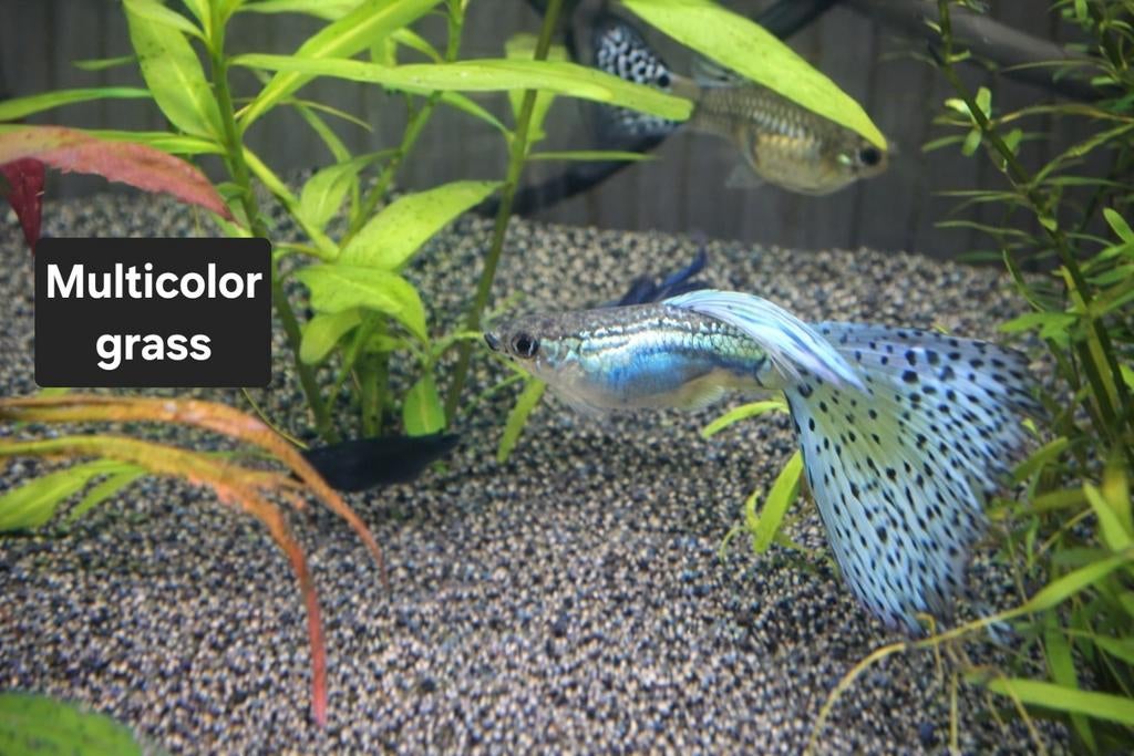 Raszuiver guppen, Dieren en Toebehoren, Vissen | Aquaria en Toebehoren, Ophalen of Verzenden, Nieuw