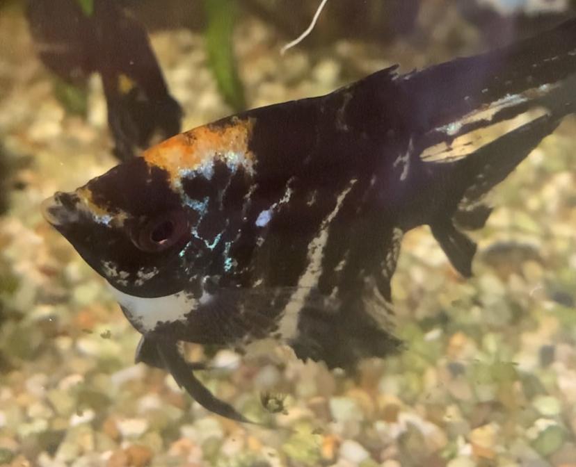 Maanvis marmer briljant ., Vis, Zoetwatervis, Schoolvis