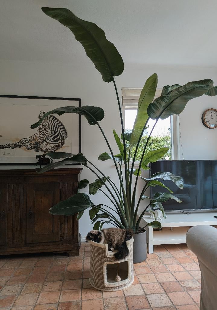 Mooie, grote Strelitzia  paradijsvogel plant, Huis en Inrichting, Kamerplanten, Ophalen, 200 cm of meer, Overige soorten, Halfschaduw