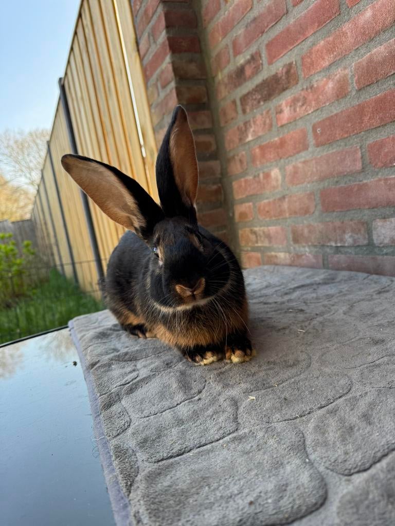 Duitse reuzen ram, Mannelijk, Groot, 0 tot 2 jaar