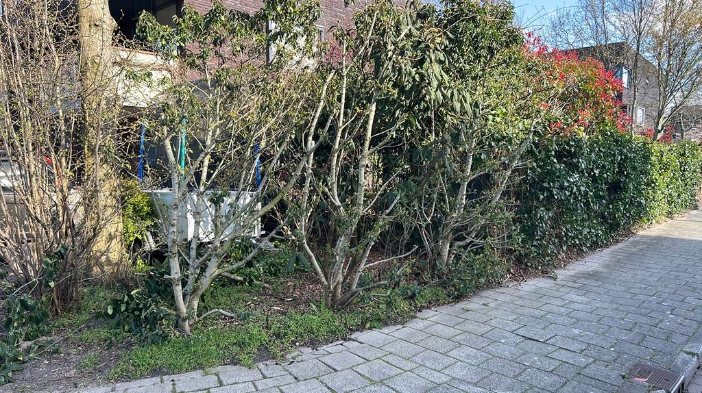 5 struik haag bomen Portugese laurierhaag, Ophalen, Laurier, Struik, 100 tot 250 cm