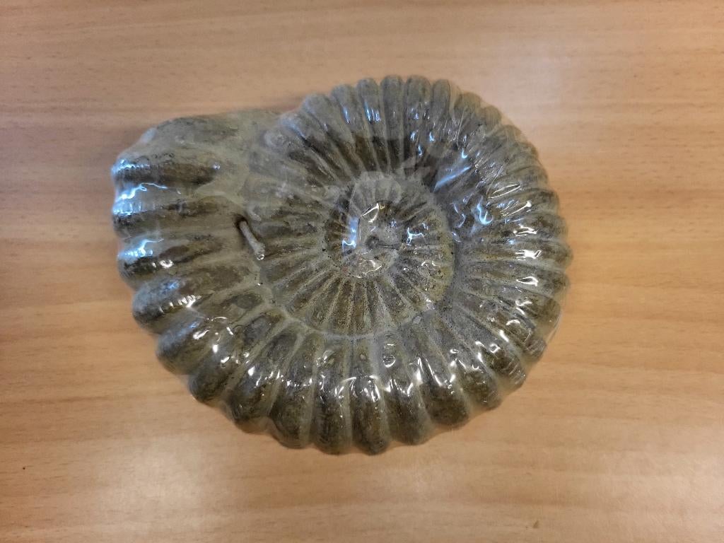 Schelp kaars.                 Met 2 lonten., Overige materialen, Nieuw, Ophalen of Verzenden, Kaars