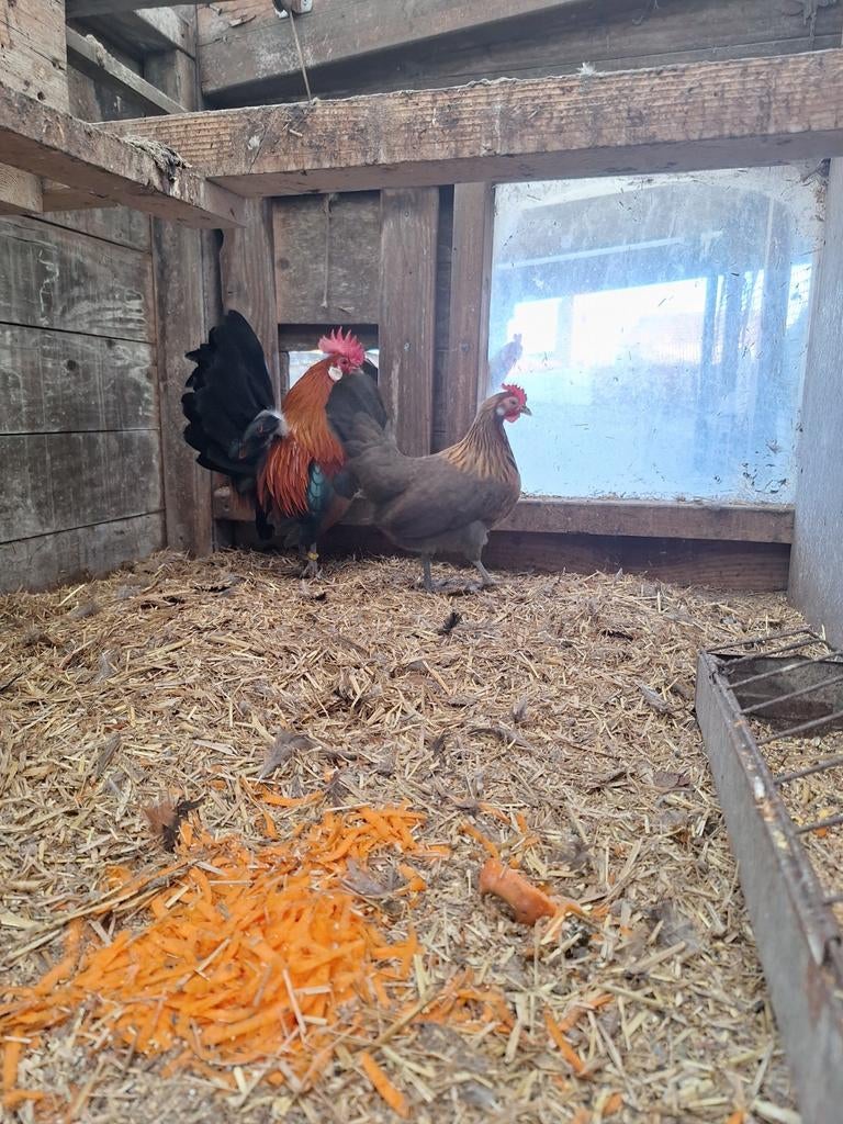 Broedeieren Drentse patrijs kriel, Dieren en Toebehoren, Pluimvee, Geslacht onbekend, Kip