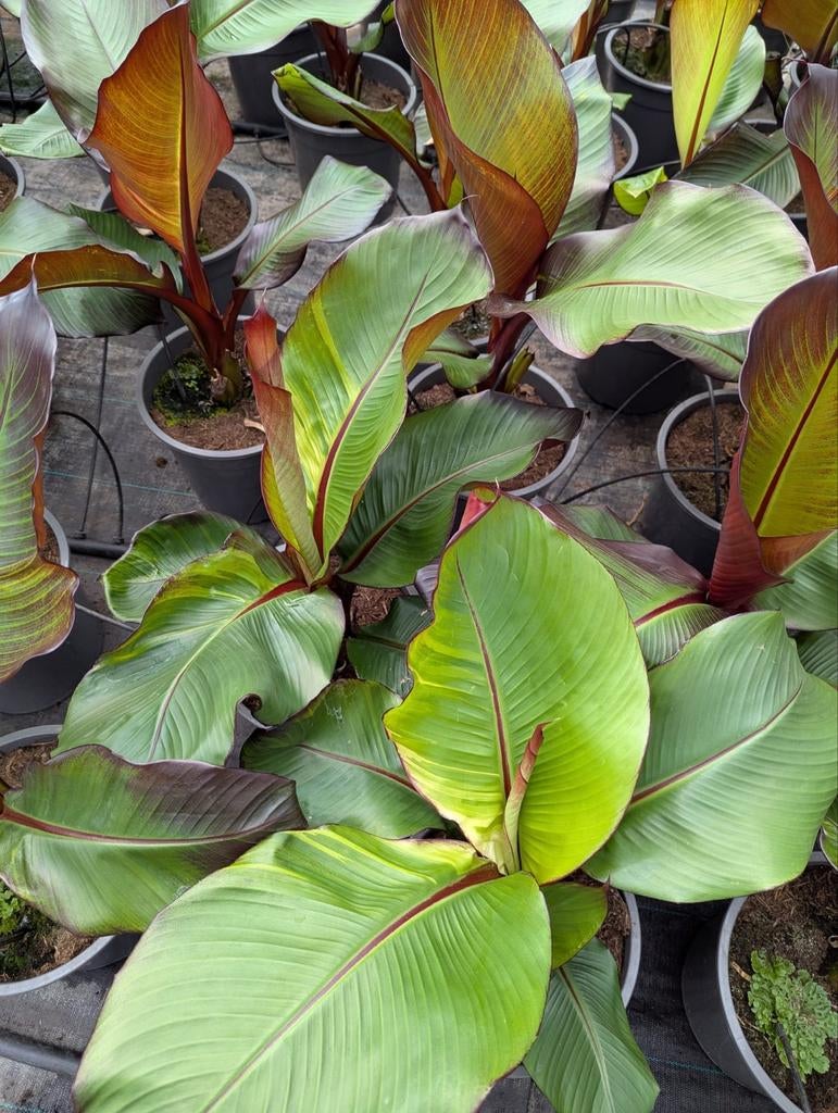Ensete verticosum maurelli variegated, Tuin en Terras, Ophalen of Verzenden, Overige soorten, Volle zon