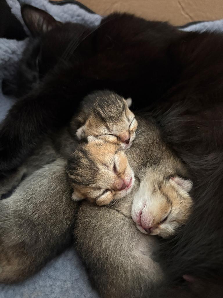 Britse korthaar kittens Black golden shaded, Geslacht onbekend, Ontwormd, 0 tot 2 jaar