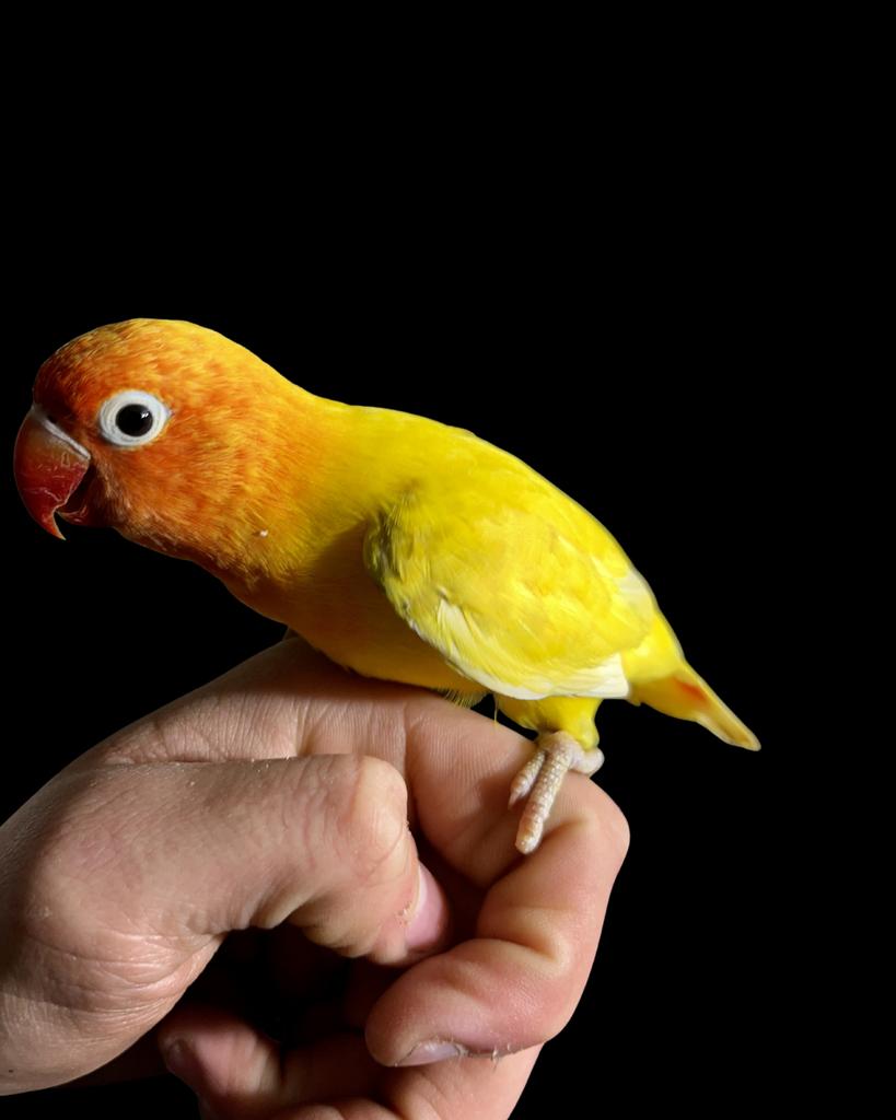 Agapornis Fischeri, Om verder Tam temaken., Mannelijk, Dwergpapegaai of Agapornis, Pratend