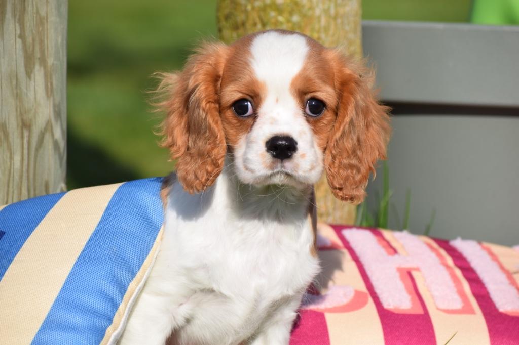 Cavalier King Charles spaniel pups, Dieren en Toebehoren, Honden | Retrievers, Spaniëls en Waterhonden, 15 weken tot 1 jaar, Buitenland