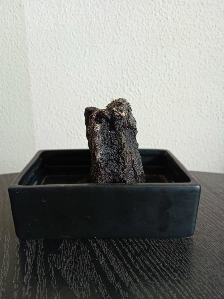 Lavasteen in schaal, Ophalen, Volledige schaduw, Overige soorten, In pot