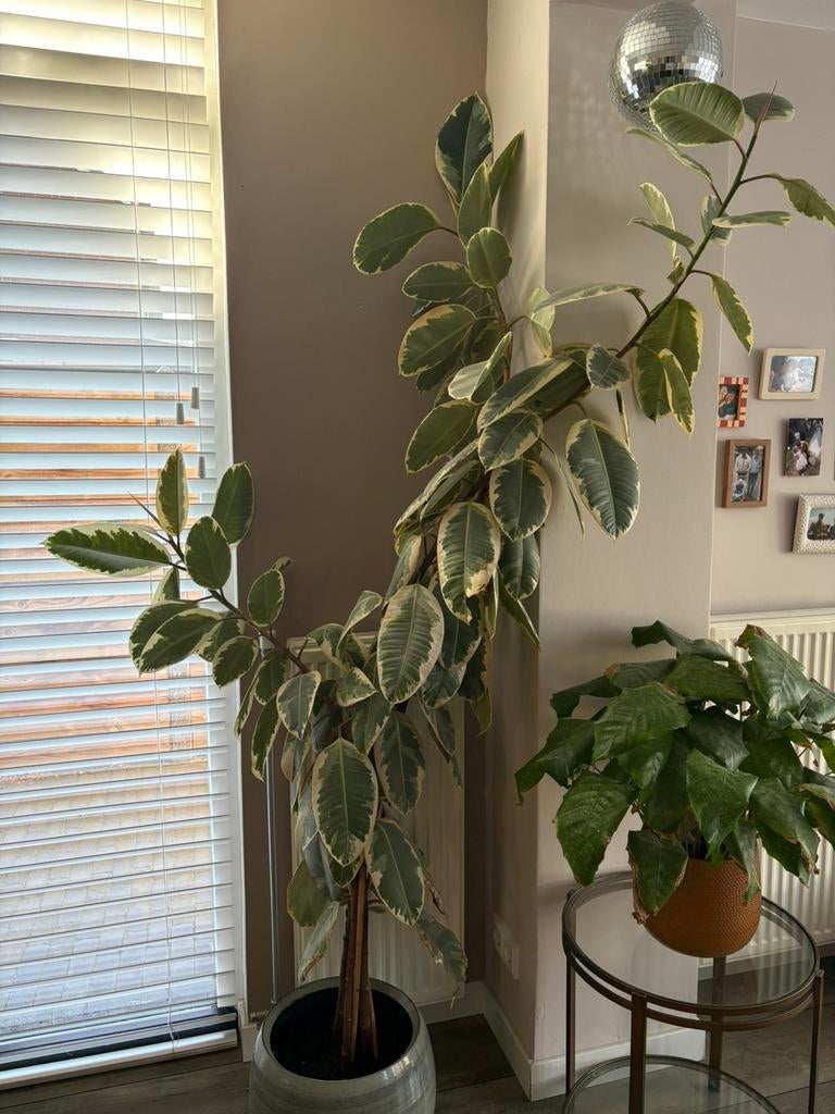 ficus elastica, Ophalen of Verzenden, Ficus, Halfschaduw, Minder dan 100 cm