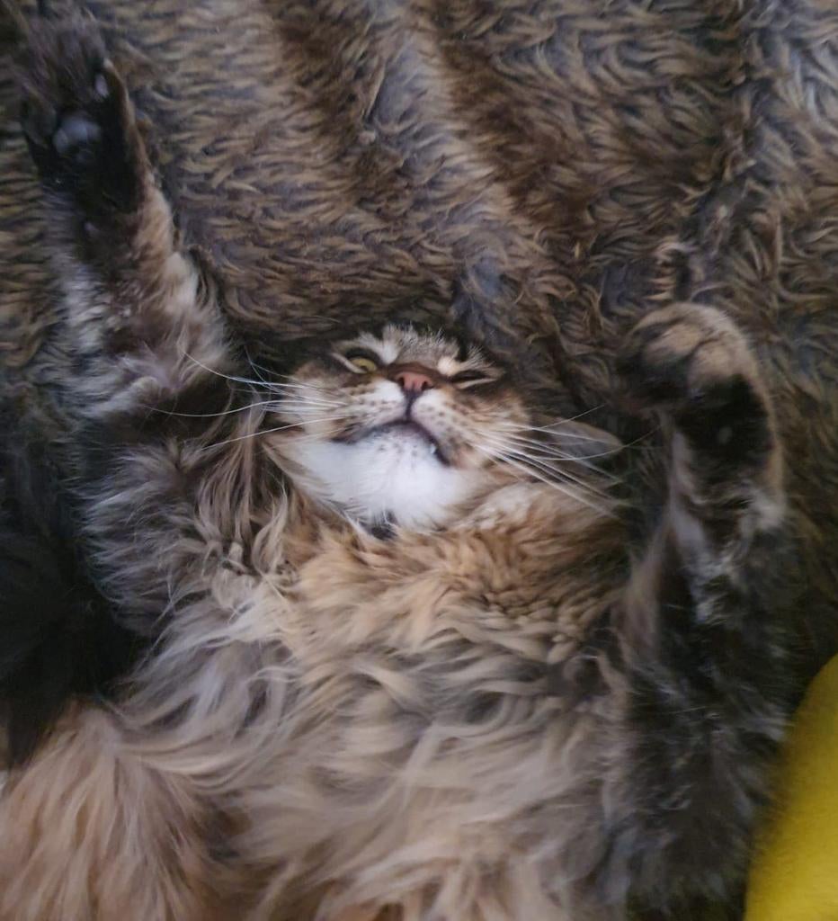 Mooi black tabby ticked poes met stamboom, Poes, Met stamboom, 0 tot 2 jaar