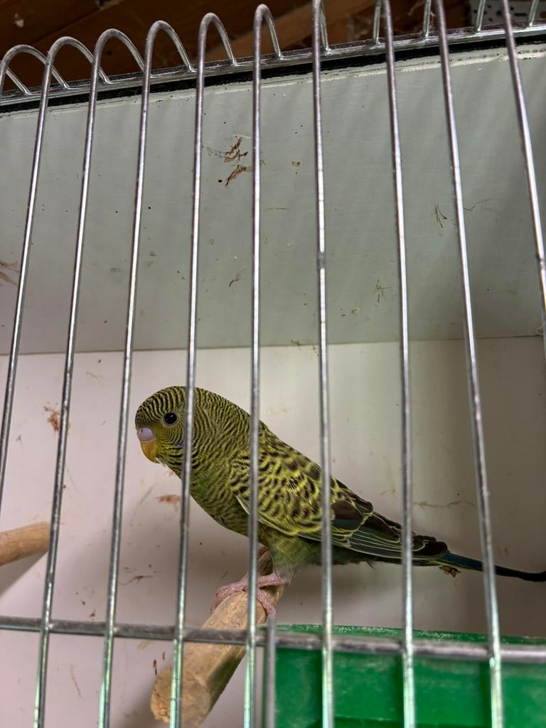 Blackface mannen 2026, Mannelijk, Parkiet, Geringd