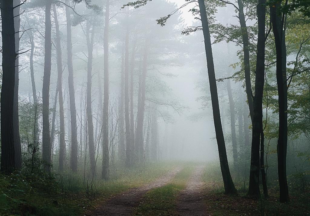 Mistig Bos fotobehang V38, sfeervol, bosbehang, Ook op maat, Verzenden, Minder dan 10 m², Wit, Bos behang, bomen, mist, sfeer