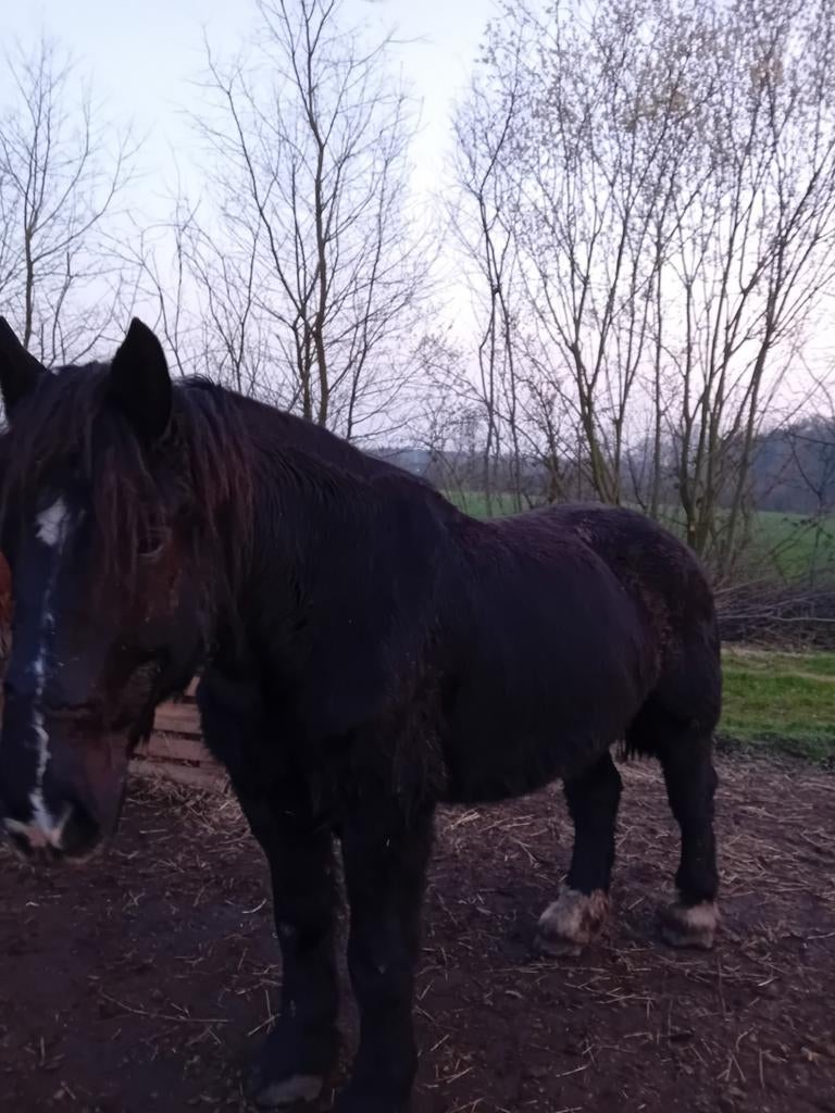 Trekpaard, Dieren en Toebehoren, Paarden, Ruin, 7 tot 10 jaar, Met stamboom, B