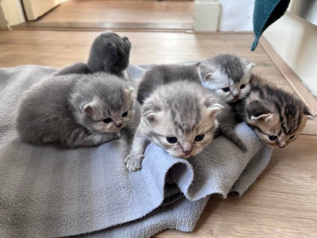 Prachtig nestje Britse Korthaar kittens, Meerdere dieren, Ontwormd, 0 tot 2 jaar