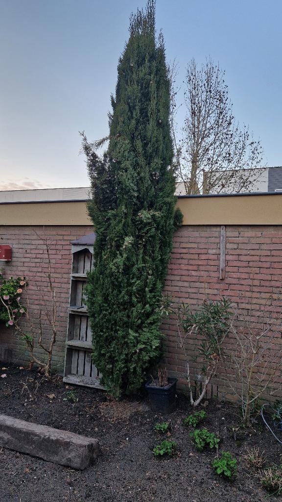 Californische cipres - conifeer, Tuin en Terras, Planten | Bomen, Ophalen, Bloeit niet, Halfschaduw, Overige soorten