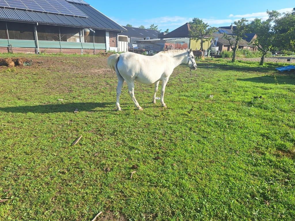 2 verzorger /ster gezocht voor pony 140 groot, Ophalen of Verzenden