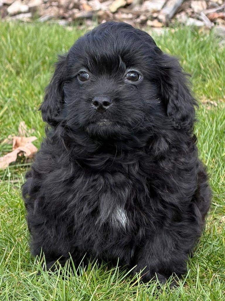 Boomer pups, Parvo, Overige rassen, 8 tot 15 weken, Meerdere