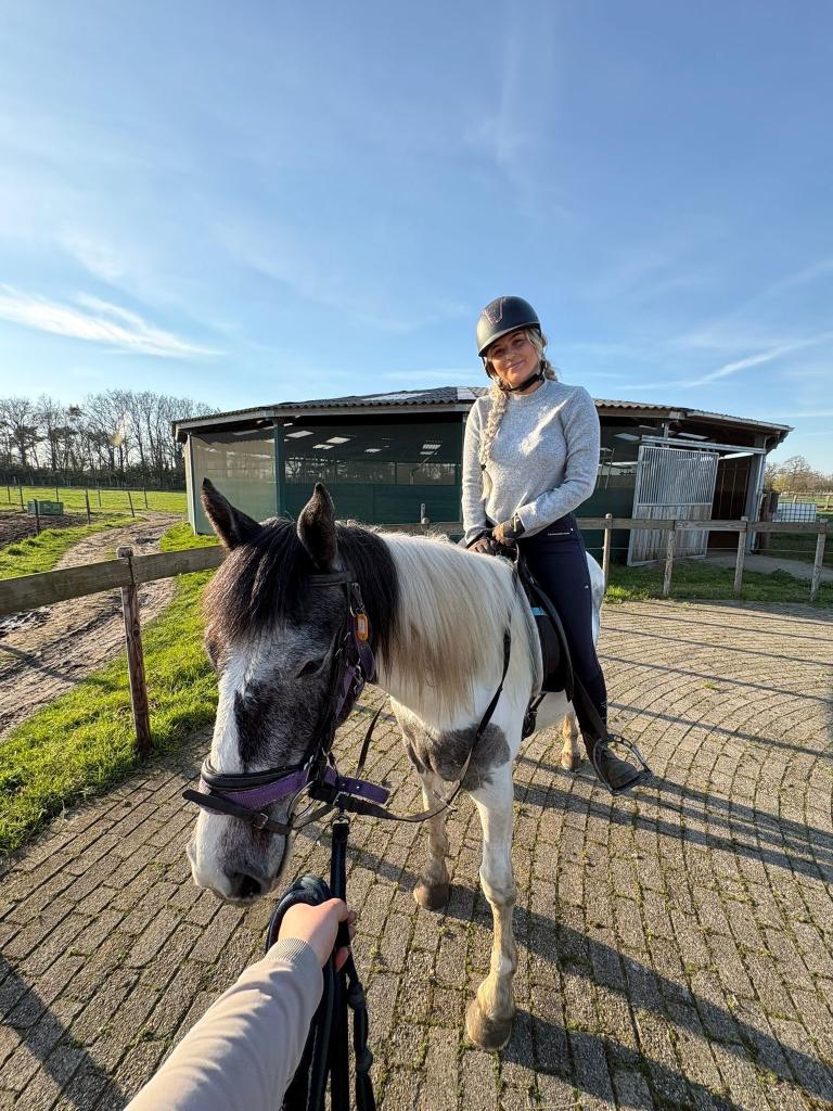 Verkeersmakke , sobere Tinker Pintodame, Merrie, Met stamboom, Zadelmak, 3 tot 6 jaar