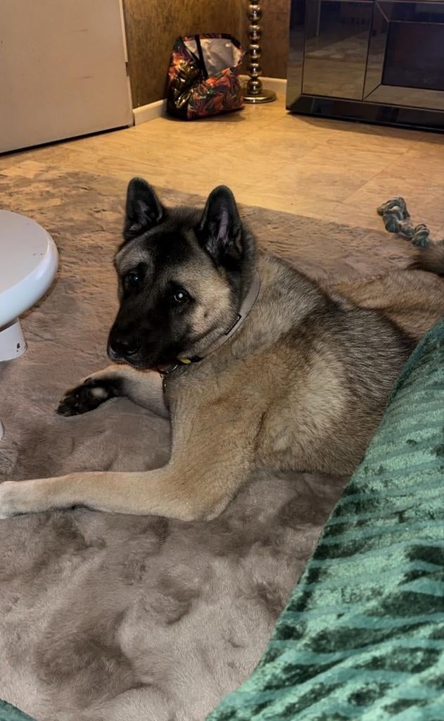 Amerikaanse akita gecastreerde reu bijna 2 jaar, Dieren en Toebehoren, Honden | Niet-rashonden, Reu, 1 tot 2 jaar, Eén hond, Nederland