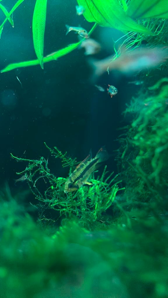 Jonge Apistogramma cacatuoides, Vis