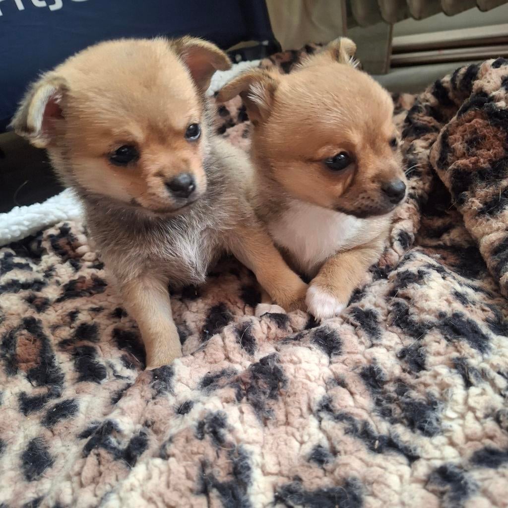 Lieve speelse pups pup puppy hond, 8 tot 15 weken, Teef, Parvo, Meerdere