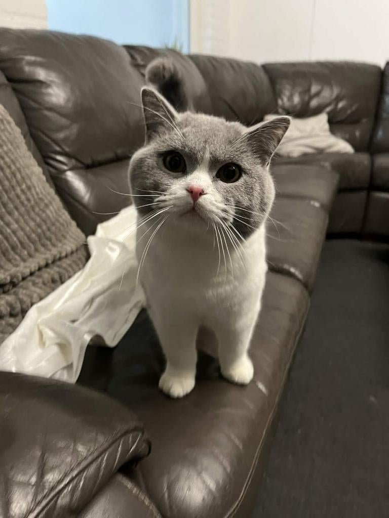 Lieve Britse korthaar, Dieren en Toebehoren, Kater