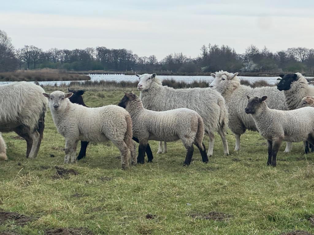 Ooien met lammeren., Meerdere dieren, Schaap