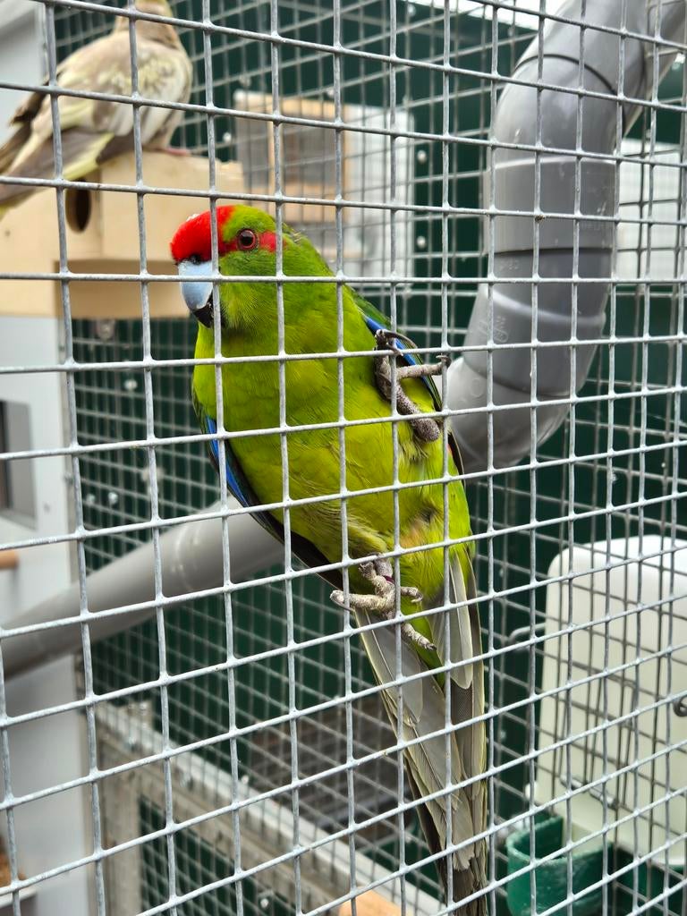 Kakariki's, Dieren en Toebehoren, Juni