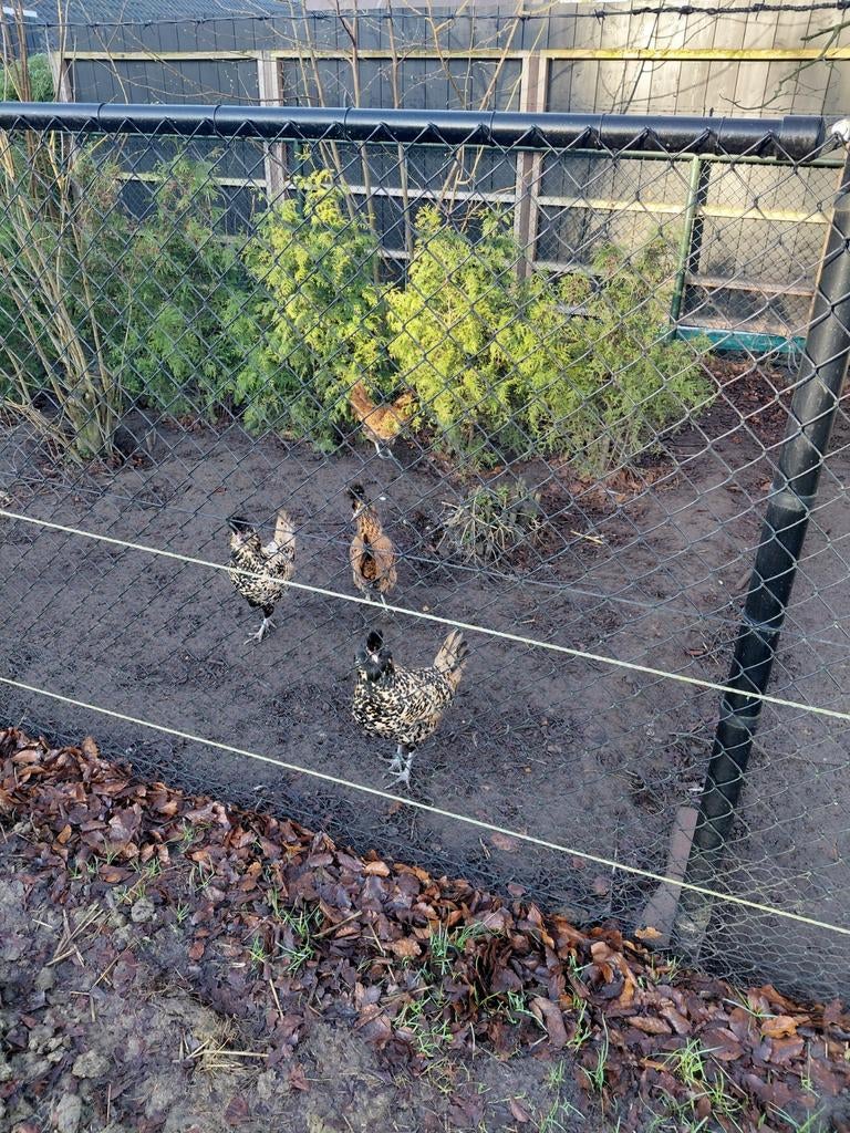 Broedeieren brabanter en uilebaarden, Dieren en Toebehoren, Geslacht onbekend, Kip