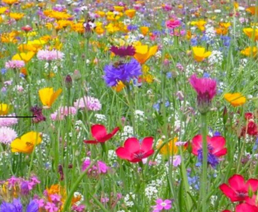Tuinman gezocht omgeving Zutphen, Ophalen of Verzenden