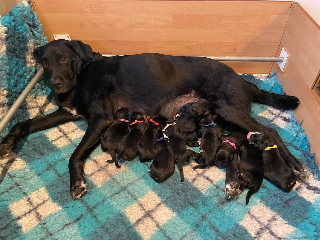 Boulab pups, Parvo, Reu, 8 tot 15 weken, Groot
