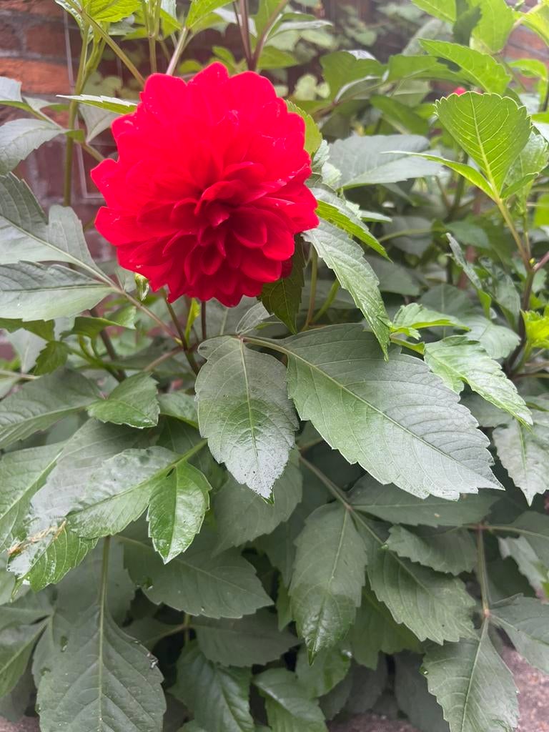 Diverse onbekende kleuren dahlia knollen per zakje €5, Ophalen of Verzenden, Volle zon, Knol