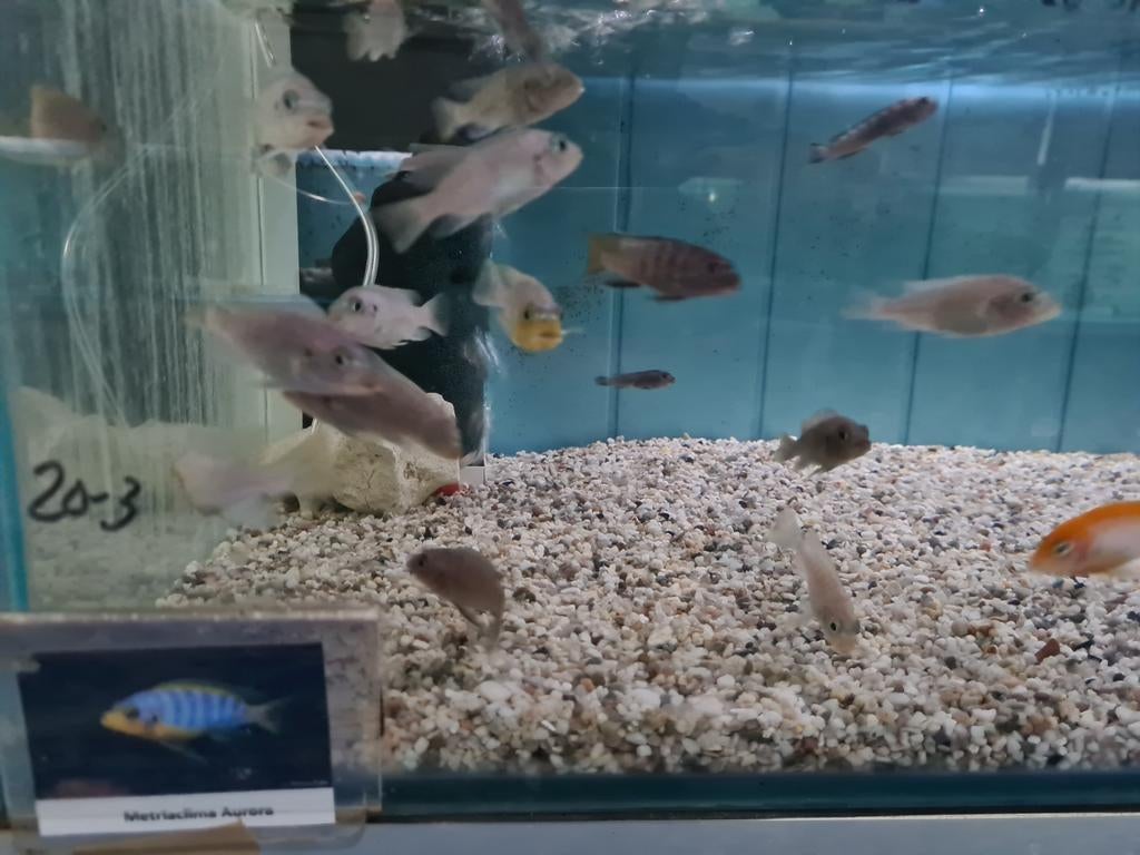 Metriaclima Aurora Malawi Cichliden, Vis, Zoetwatervis