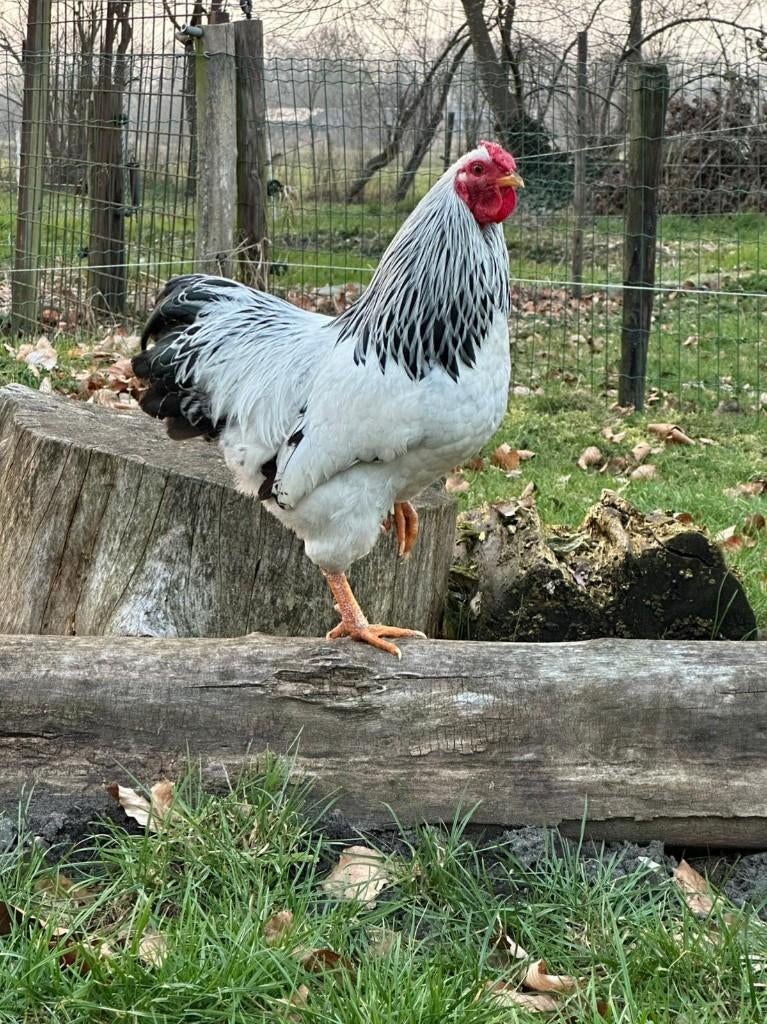 Wyandotte kriel hanen, Dieren en Toebehoren, Pluimvee, Mannelijk, Kip