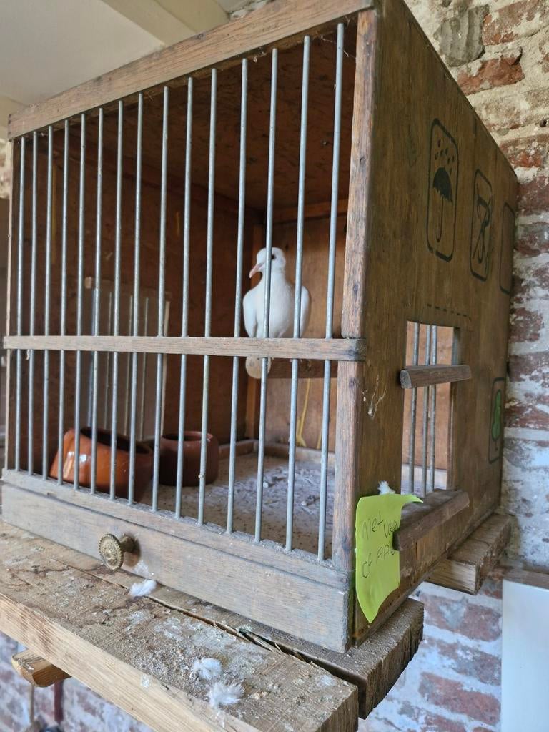 Duivenhokje, Dieren en Toebehoren, Vogels | Hokken en Kooien, Ophalen of Verzenden, Volière